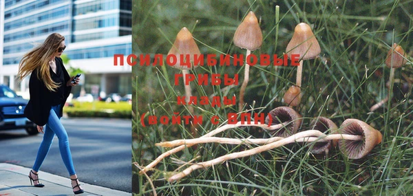стафф Снежногорск